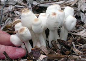 Lepiota cepastipes.